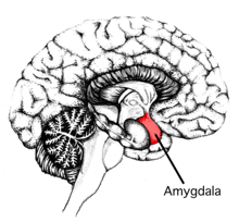 Anxiety treating GAD